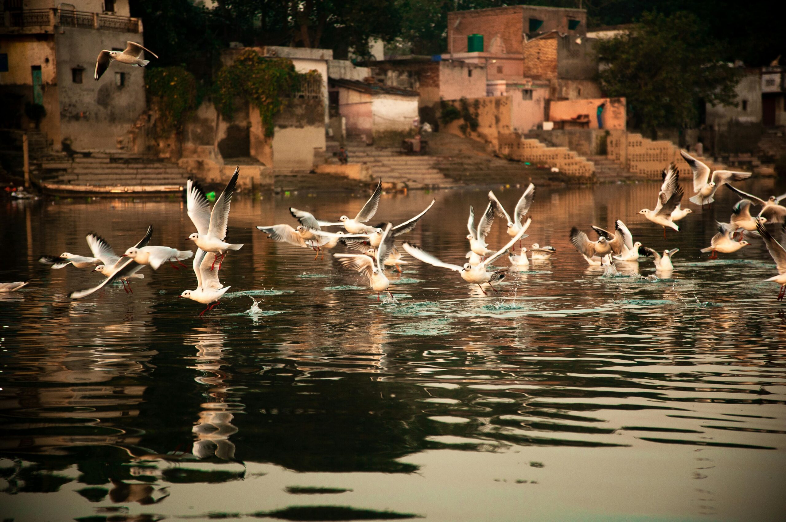 A flock of seagulls fly over the Yamuna River in Delhi, India, against a city backdrop.